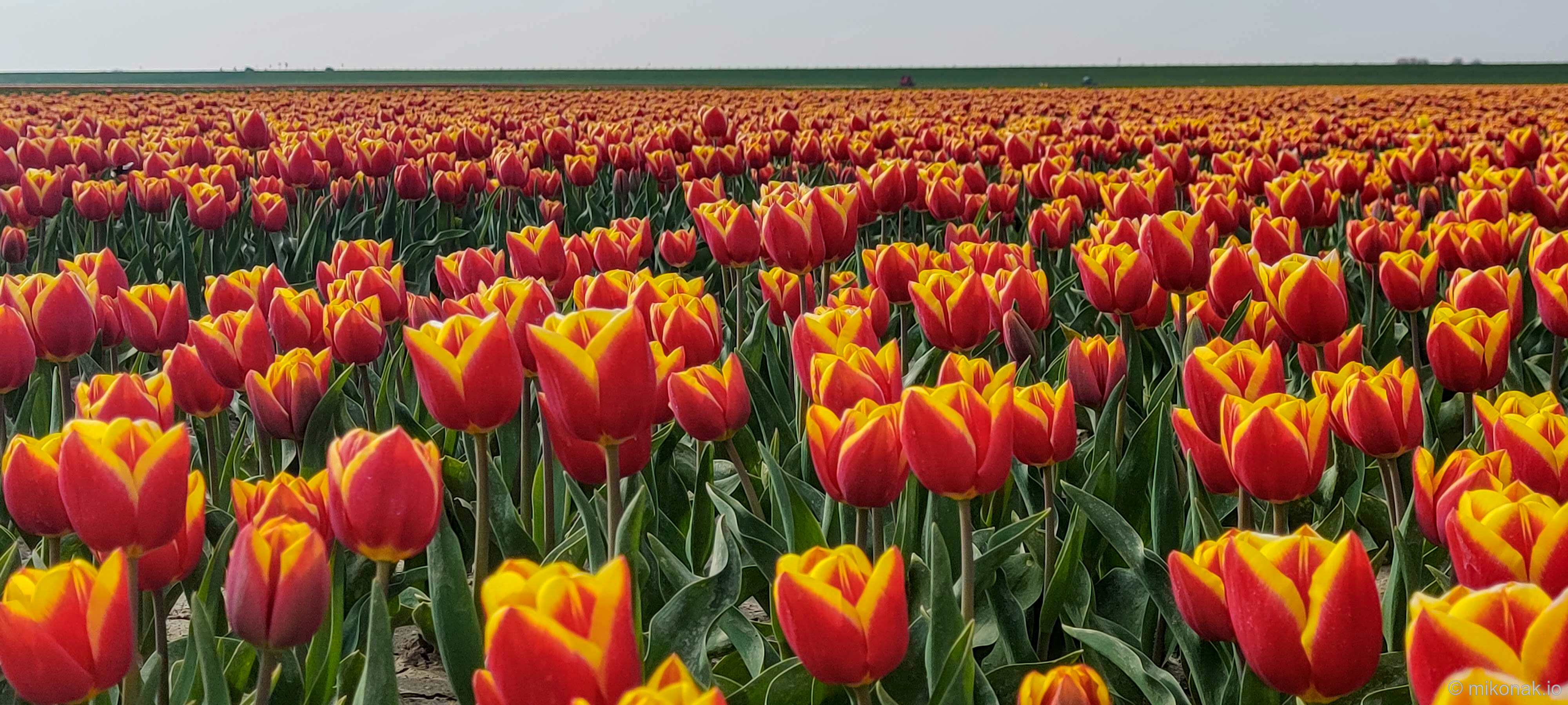 Dutch Tulip Field