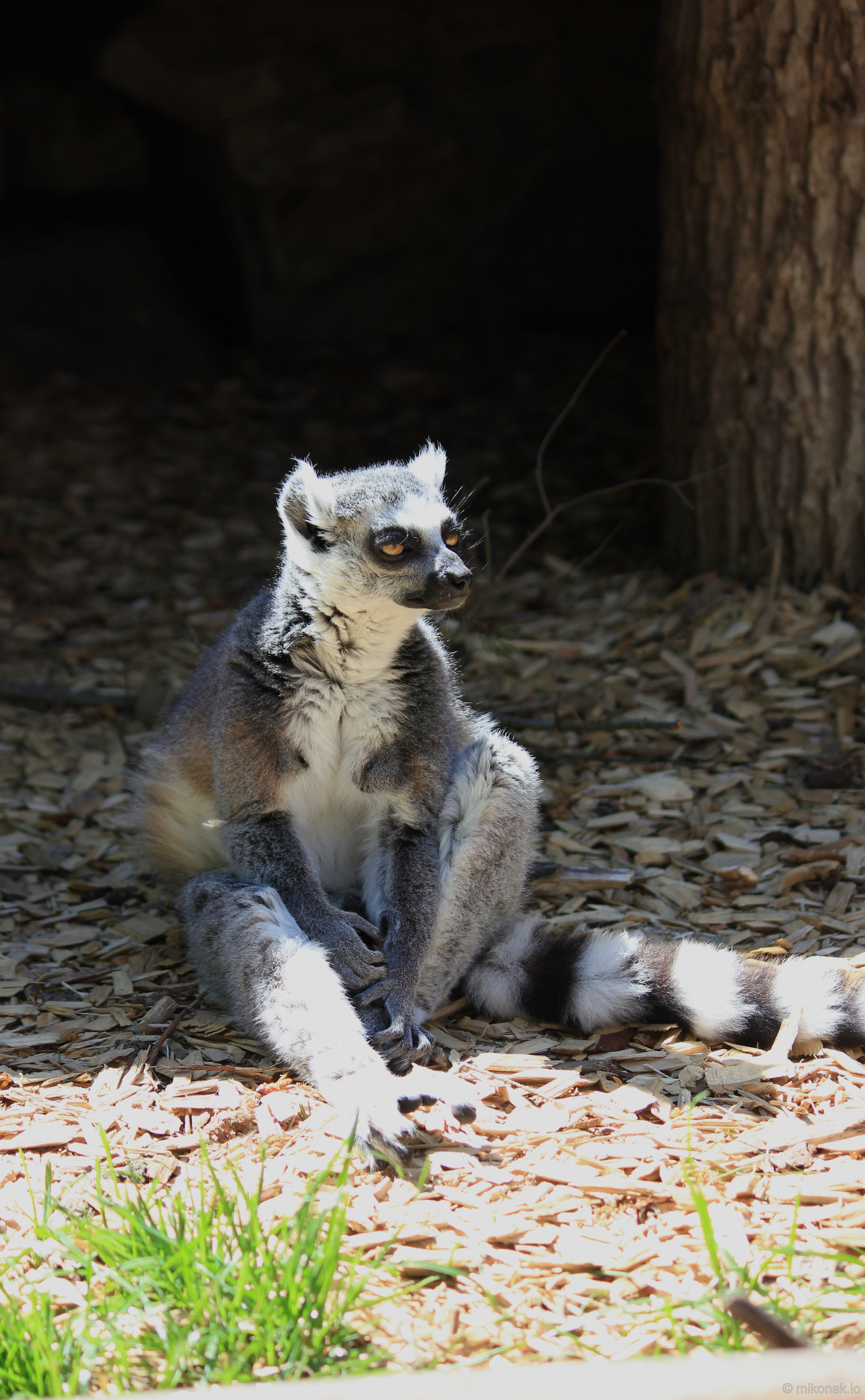 Ring-Tailed Lemur Portrait