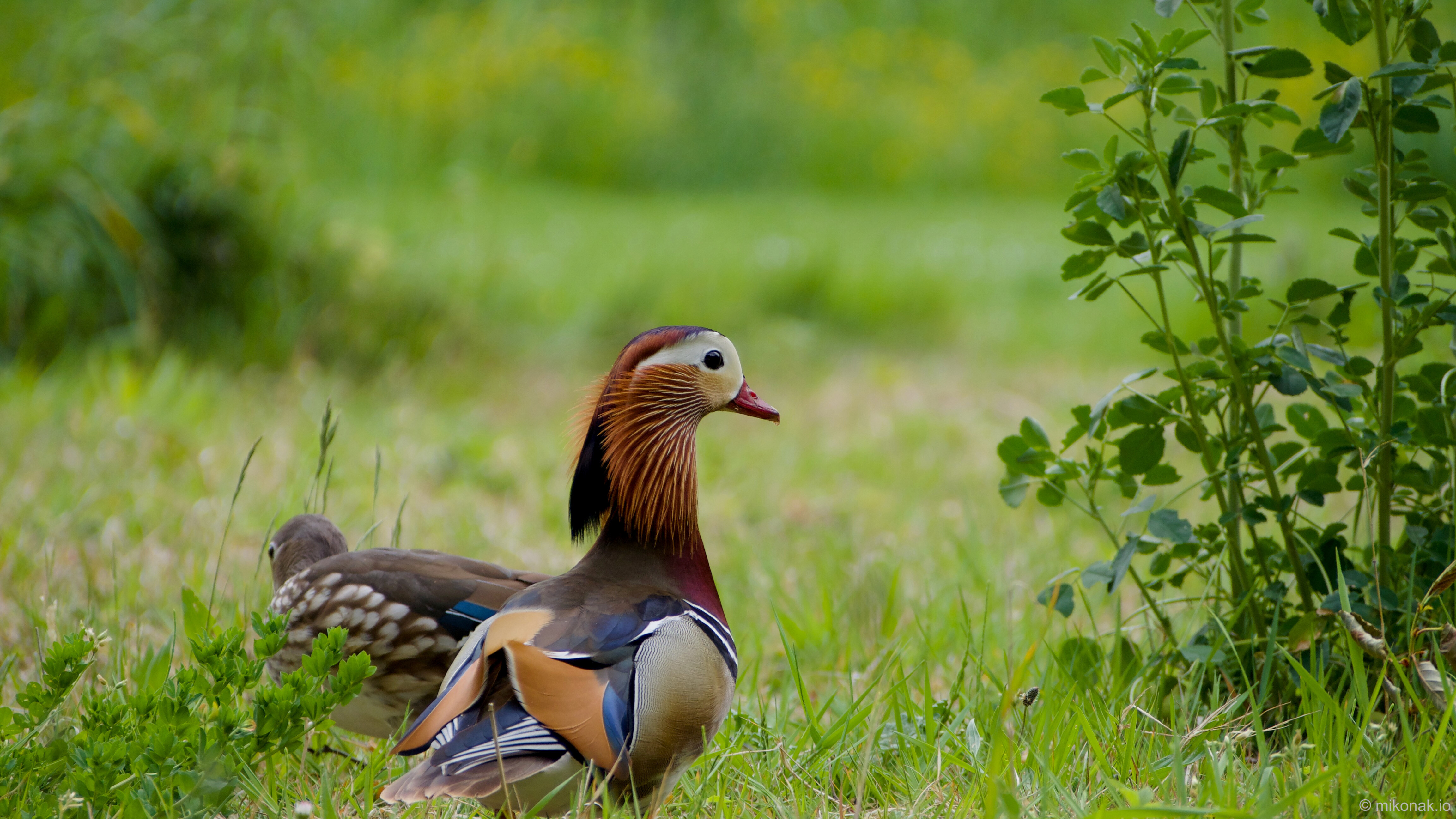 Mandarin Duck Portrait