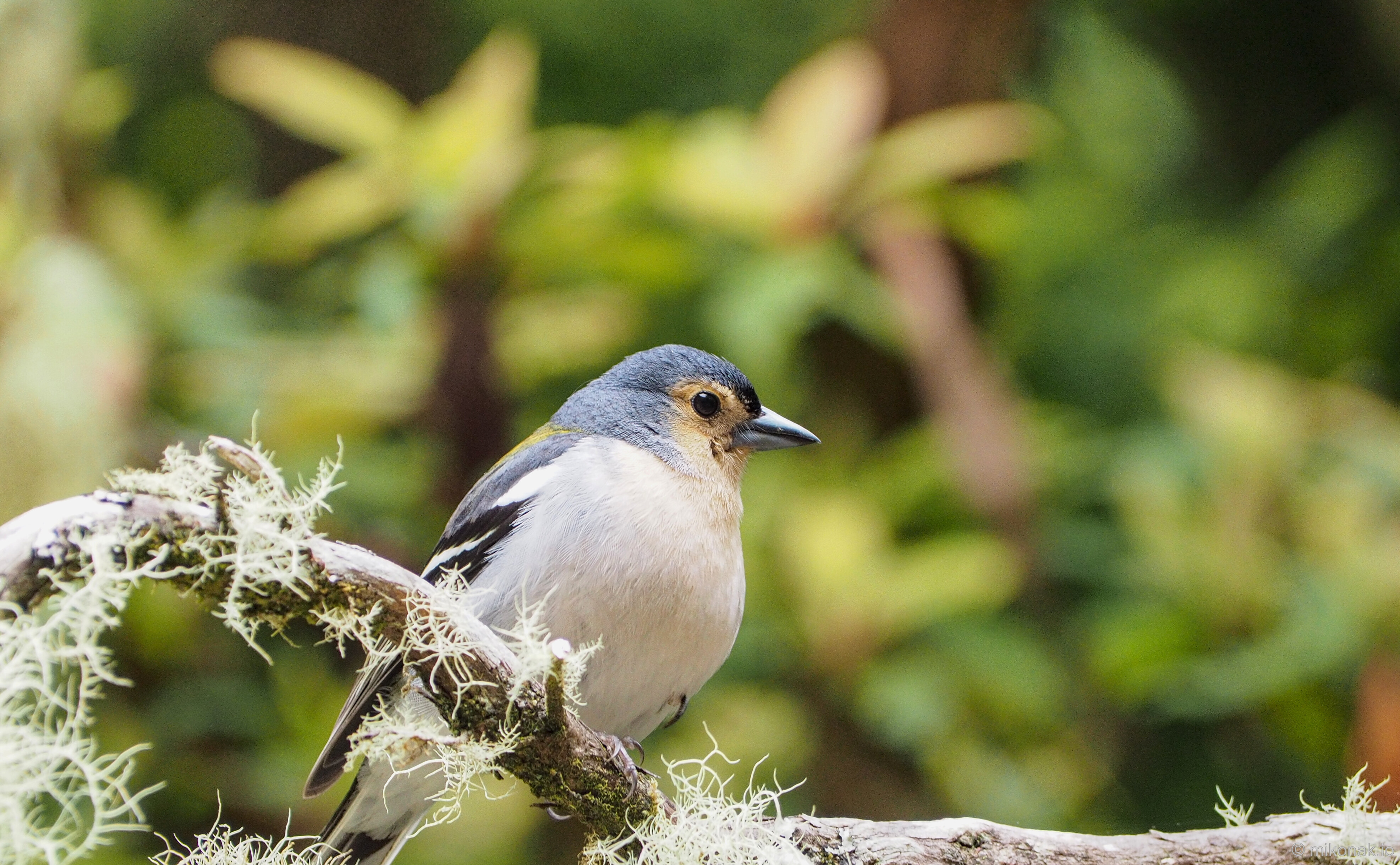 Madeira chaffinch